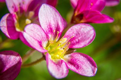 Close-up of pink flowers blooming outdoors