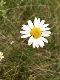 Close-up of white daisy flower