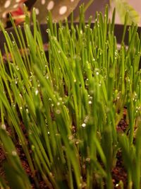 Close-up of wet grass