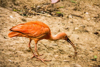 Side view of a bird on land