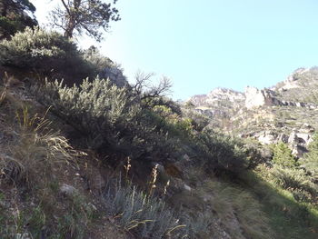 Plants and trees against sky