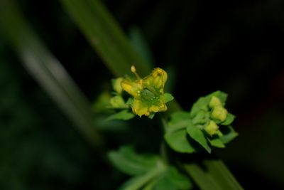 Close-up of honey bee on plant