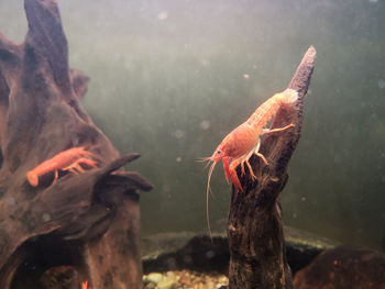 Close-up of fish in sea