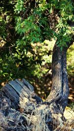 Close-up of tree trunk in forest