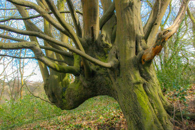 Trees in forest