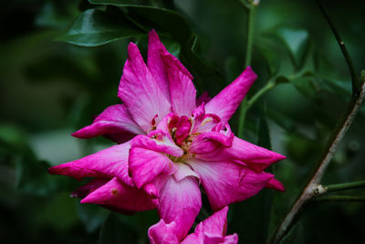 Close-up of pink rose flower