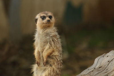 Close-up of meerkat