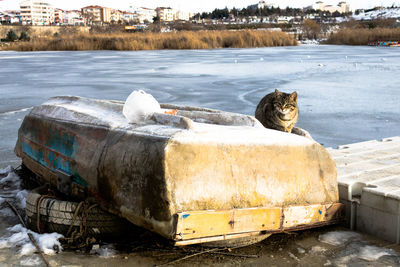 Cat relaxing on snow covered shore