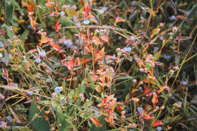 Close-up of flowering plants on field