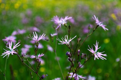 Close-up of flowers blooming on field