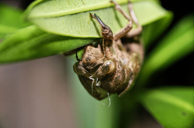 Close-up of insect on plant