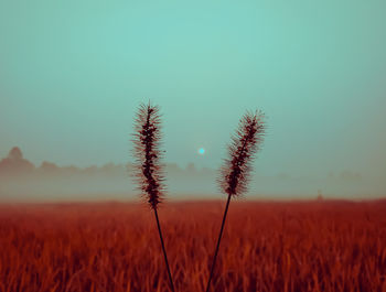 Close-up of stalks in field against clear sky