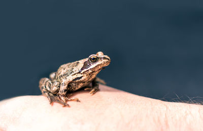 Close-up of hand holding lizard