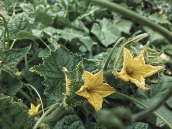 Close-up of yellow flowers