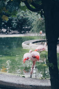 Bird in a lake