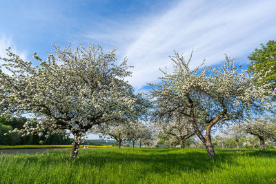 Cherry blossoms on field against sky