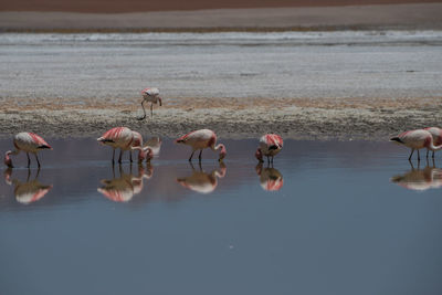 Flamingos in lake