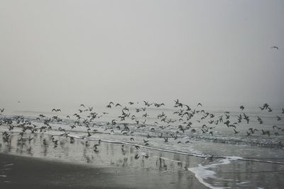 Flock of birds flying at beach against clear sky