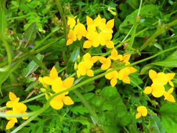 Close-up of yellow flower