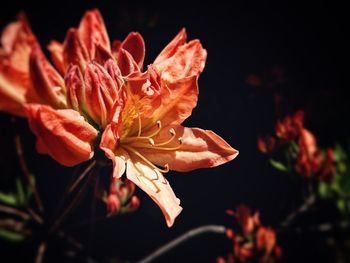 Close-up of orange rose