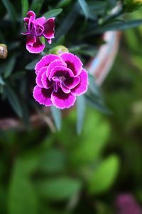 Close-up of pink rose