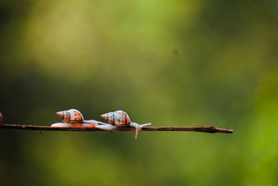 Close-up of bird perching on twig