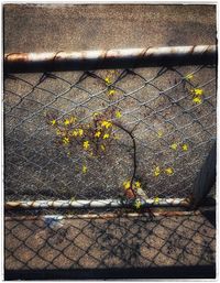 High angle view of plants on metal fence