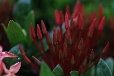 Close-up of red flowering plant