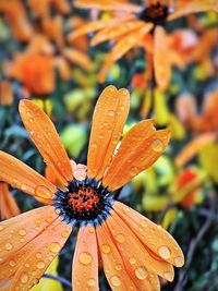 Close-up of wet orange flower