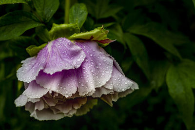 Close-up of wet purple flower