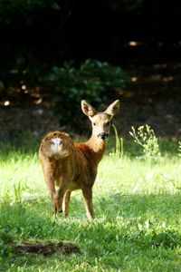 Portrait of deer standing on land