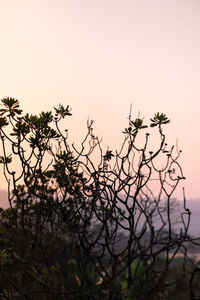 Silhouette tree against clear sky during sunset