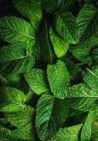 Full frame shot of leaves