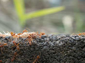 Close-up of ant on rock