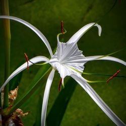 Close-up of white flowers