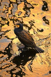 High angle view of bird perching on lake