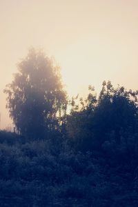 Scenic view of trees against sky