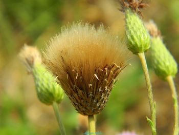 Close-up of flowering plant