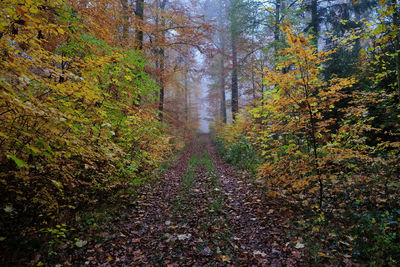 Footpath amidst trees in forest during autumn