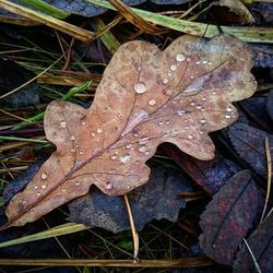 Close-up of leaves on leaf