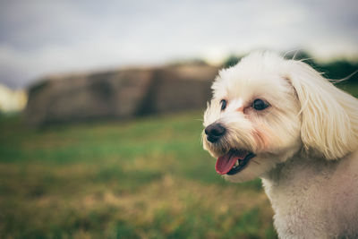 Close-up of dog sticking out tongue