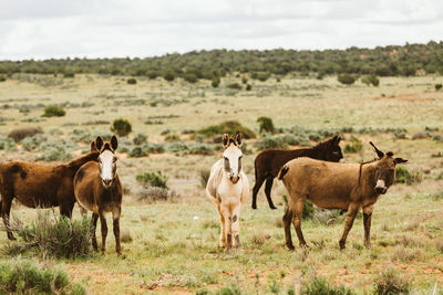 Horses standing in a field