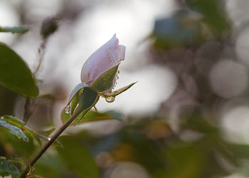 Close-up of flower bud