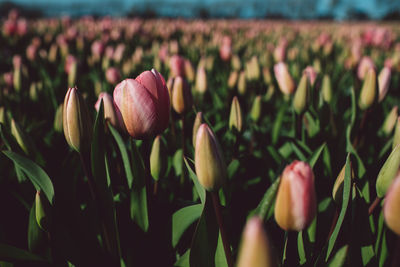 Close-up of pink tulips on field