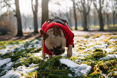 French bulldog dog playing in the snow in park during winter