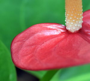 Close-up of pink flowers