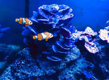 Clownfishes swimming in aquarium