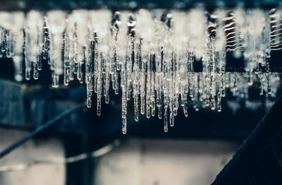 Close-up of icicles on plants during winter