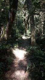 Trees in forest