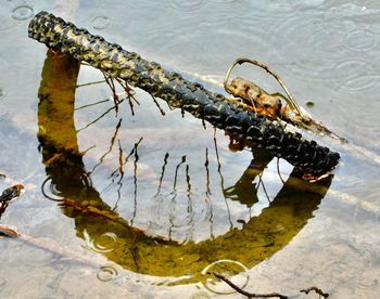 High angle view of crocodile in lake